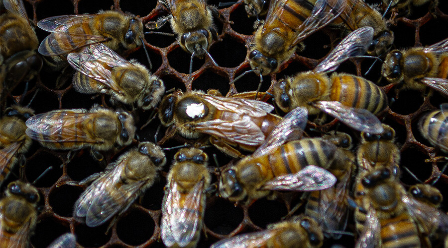 Les 7 fonctions de l'abeille