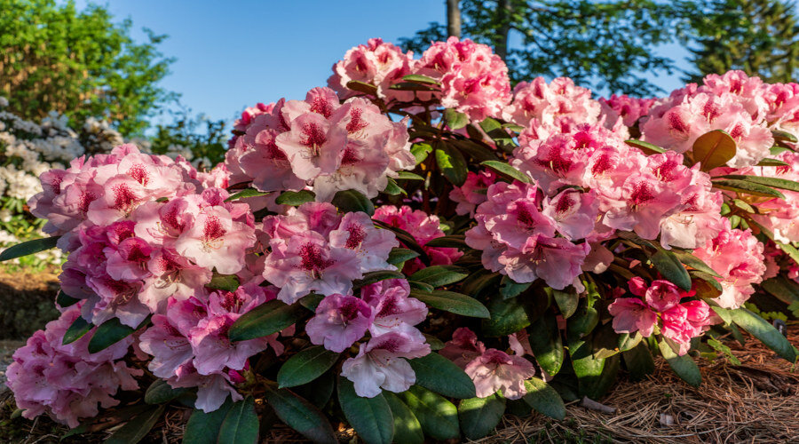 Découvrez les secrets du miel de Rhododendron